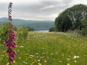 A vibrant wildflower meadow with mountains and a lake in the background.